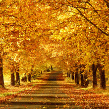 Body Oil - 4oz - Lavished by Nature - by Crystal Marie®